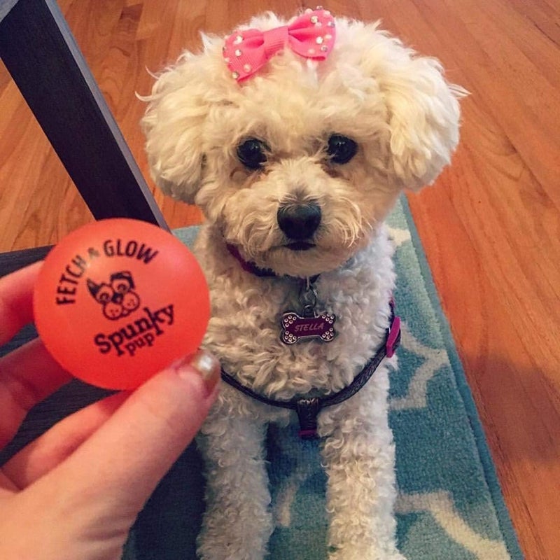 Spunky pup Dog Fetch Ball Small 2 Count (Pack of 1), (Assorted) - Image 2